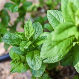 PLECTRANTHUS GLAUCOCALIX, MAXIM, LAMIACEAE, ASIA - 3425