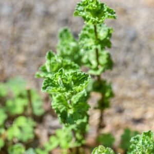 MENTHA SPICATA, VAR CRISPA, LAMIACEAE, MEDITERRANEO - 3427