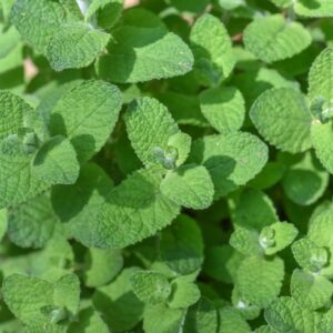 MENTHA SUAVEOLENS, FRUTTATA, LAMIACEAE - 3429