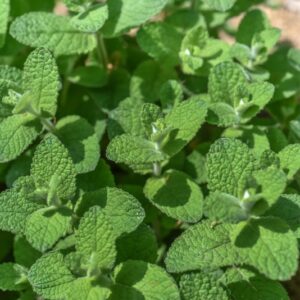 MENTHA SUAVEOLENS, FRUTTATA, LAMIACEAE - 3430