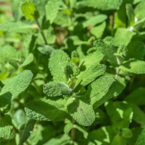 MENTHA SUAVEOLENS, EHRH, MENTA A FOGLIE ROTONDE, LAMIACEAE, MEDITERRANEO - 3432