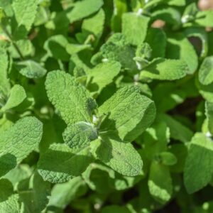 MENTHA SUAVEOLENS, EHRH, MENTA A FOGLIE ROTONDE, LAMIACEAE, MEDITERRANEO - 3433