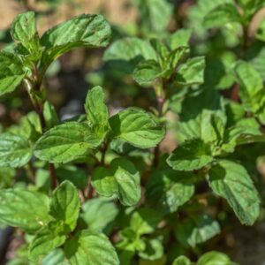 MENTHA CITRATA, EHRH, MENTA BERGAMOTTO, LAMIACEAE, EUROPA - 3435