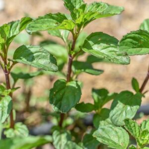MENTHA CITRATA, EHRH, MENTA BERGAMOTTO, LAMIACEAE, EUROPA - 3436