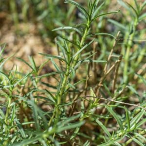 MENTHA CERVINA, L, MENTA CERVINA, LAMIACEAE, MEDITERRANEO - 3438