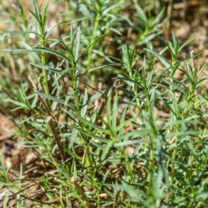 MENTHA CERVINA, L, MENTA CERVINA, LAMIACEAE, MEDITERRANEO - 3439