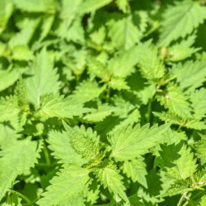 ISODON RUBESCENS, HEMSL, SALVIA CINESE, LAMIACEAE, CHINA, GIAPPONE - 3441