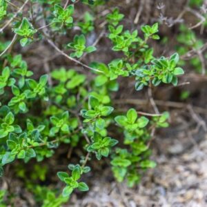 THYMUS CAMPHRATUS, HOFFET LINK, TIMO CANFORATO, LAMIACEAE, PORTOGALLO - 3444