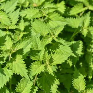 ISODON RUBESCENS, HEMSL, SALVIA CINESE, LAMIACEAE, CHINA, GIAPPONE - 3442