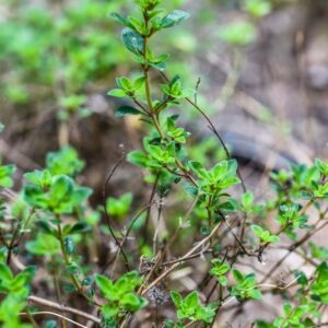 THYMUS CAMPHRATUS, HOFFET LINK, TIMO CANFORATO, LAMIACEAE, PORTOGALLO - 3446