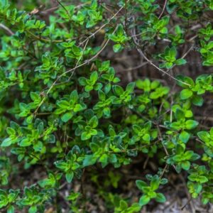 THYMUS CAMPHRATUS, HOFFET LINK, TIMO CANFORATO, LAMIACEAE, PORTOGALLO - 3445