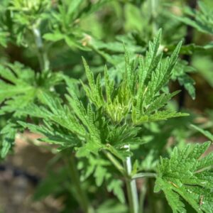 LEONURUS CARDIACA, L, CARDIACA COMUNE, LAMIACEAE, EUROASIATICA - 3448