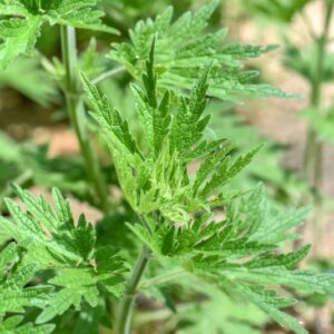 LEONURUS CARDIACA, L, CARDIACA COMUNE, LAMIACEAE, EUROASIATICA - 3449