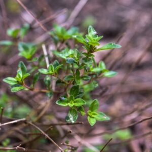 THYMUS SERPYLLUM, L, TIMO SETTENTRIONALE, LAMIACEAE, EUROPA - 3451