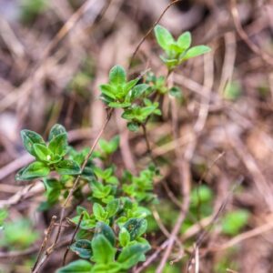 THYMUS SERPYLLUM, L, TIMO SETTENTRIONALE, LAMIACEAE, EUROPA - 3452