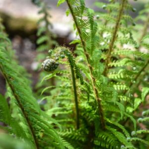 POLYSTICHUM SETIFERUM, ROSEN, DRYOPTERIDACEAE, EUROPA - 3454