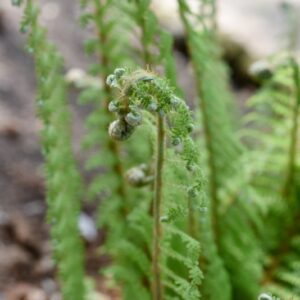 POLYSTICHUM SETIFERUM, ROSEN, DRYOPTERIDACEAE, EUROPA - 3455