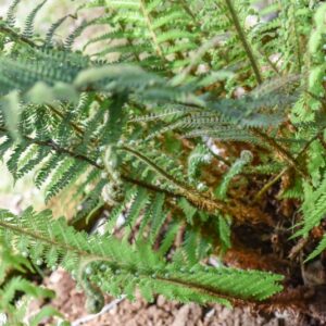 POLYSTICHUM SETIFERUM, ROSEN, DRYOPTERIDACEAE, EUROPA - 3456