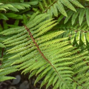 POLYSTICHUM POLYBLEFHARUM, NAKAI, DRYOPTERIDACEAE, GIAPPONE, SUD COREA - 3458