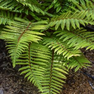 POLYSTICHUM POLYBLEFHARUM, NAKAI, DRYOPTERIDACEAE, GIAPPONE, SUD COREA - 3459
