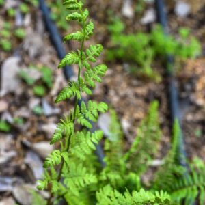 POLYSTICHUM MUNITUM, KAULF, DRYOPTERIDACEAE, NORD AMERICA - 3461