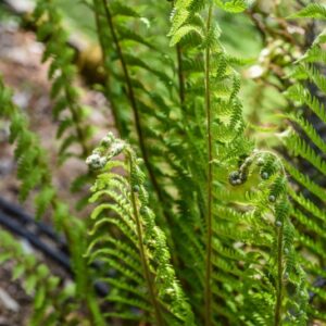 POLYSTICHUM ACULEATUM, L, ROTH, FELCE ACULEATA, DRYOPTERIDACEAE, EUROPA - 3463