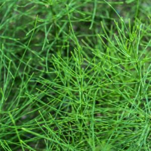 EQUISETUM ARVENSE, L, EQUISETO DEI CAMPI, EQUISETACEAE, EUROPA, ASIA - 3465