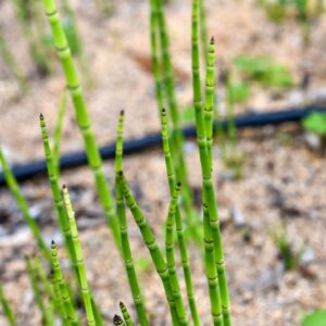 EQUISETUM HYEMALE, L, ROBUSTO, EQUISETACEAE - 3467