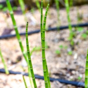 EQUISETUM HYEMALE, L, ROBUSTO, EQUISETACEAE - 3468
