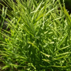 PTERIS CRETICA, L, WILSONII, PTERIDACEAE - 3474