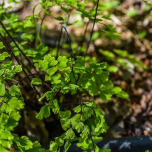 GYMNOCARPIUM DRYOPTERIS, NEWMAN, FELCE DELLE QUERCE, WOODSIACEAE, NORD AMERICA, NORD EUROPA - 3476