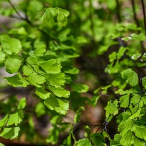 GYMNOCARPIUM DRYOPTERIS, NEWMAN, FELCE DELLE QUERCE, WOODSIACEAE, NORD AMERICA, NORD EUROPA - 3477