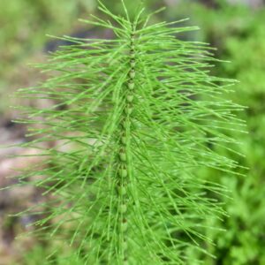 SELAGINELLA KRAUSSIANA, L, SPRING,  SELAGINELLA DI KRAUSS, SELAGINELLACEAE, AFRICA ORIENTALE - 3481