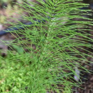 SELAGINELLA KRAUSSIANA, L, SPRING,  SELAGINELLA DI KRAUSS, SELAGINELLACEAE, AFRICA ORIENTALE - 3482