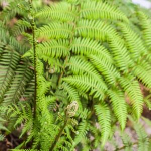 DICKSONIA ANTARCTICA, LABILL, DICKSONIACEAE, AUSTRALIA - 3486