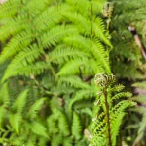 DICKSONIA ANTARCTICA, LABILL, DICKSONIACEAE, AUSTRALIA - 3487