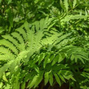 CYRTOMIUM FALCATUM, C, PRESL, FELCE AGRIFOGLIO, DRYOPTERIDACEAE, CHINA, GIAPPONE - 3489