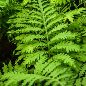 CYRTOMIUM FALCATUM, C, PRESL, FELCE AGRIFOGLIO, DRYOPTERIDACEAE, CHINA, GIAPPONE - 3490