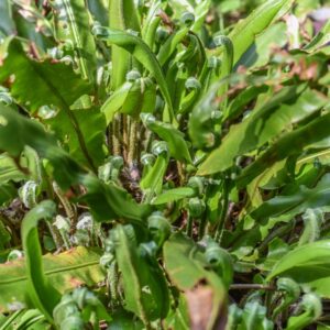 PHYLLITIS SCOLOPENDRIUM, L, NEWMAN, SCOLOPENDRIA COMUNE, ASPLENIACEAE, EUROPA, ASIA, NORD AMERICA - 3494