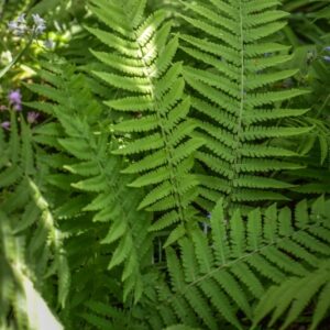 MATTEUCCIA STRUTHIOPTERIS, L, TOD, MATTEUCCIA, WOODSIACEAE, NORD AMERICA, EUROPA - 3496