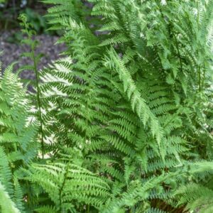 ATHYRIUM FILIX-FEMINA, L, ROTH, WOODSIACEAE, EUROPA, ASIA, NORD AMERICA - 3498