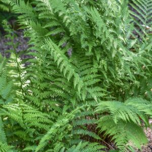 ATHYRIUM FILIX-FEMINA, L, ROTH, WOODSIACEAE, EUROPA, ASIA, NORD AMERICA - 3499