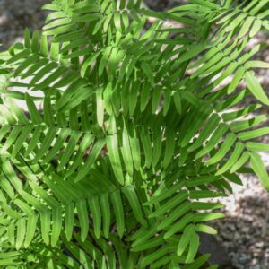 OSMUNDA REGALIS, L, OSMUNDA REGALE, OSMUNDACEAE, SUBCOSMOPOLITA - 3502