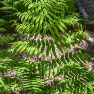 OSMUNDA REGALIS, L, OSMUNDA REGALE, OSMUNDACEAE, SUBCOSMOPOLITA - 3501