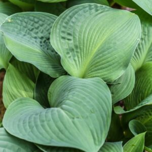 HOSTA NIGRESCENS, MAEKAWA, HOSTACEAE, GIAPPONE - 3504