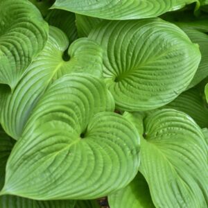HOSTA MONTANA, MAEKAWA, HOSTACEAE, GIAPPONE - 3506