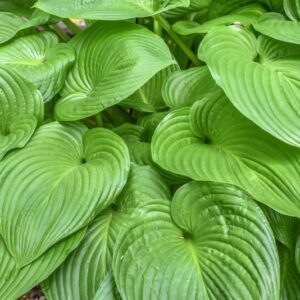 HOSTA MONTANA, MAEKAWA, HOSTACEAE, GIAPPONE - 3507