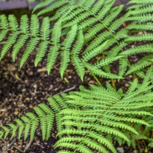 OSMUNDA CINNAMOMEA, L, OSMUNDACEAE - 3509