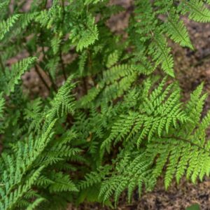 DRYOPTERIS DILATATA, CRISPA, DRYOPTERIDACEAE - 3513
