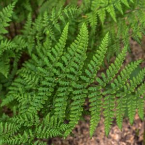 DRYOPTERIS DILATATA, FELCE DILATATA, DRYOPTERIDACEAE, EUROSIBERIANO - 3517